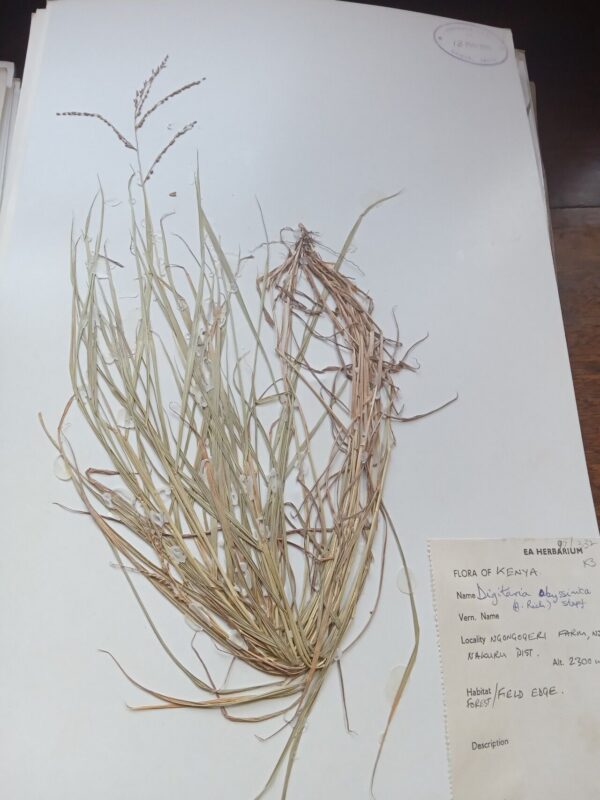Digitaria abyssinica - photo by Samuel Nkuito