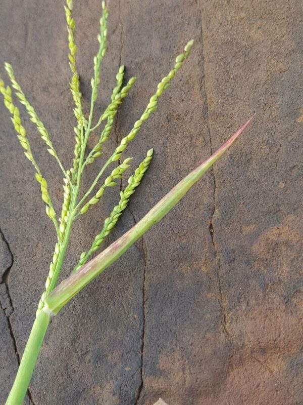 Digitaria abyssinica - photo by Samuel Nkuito