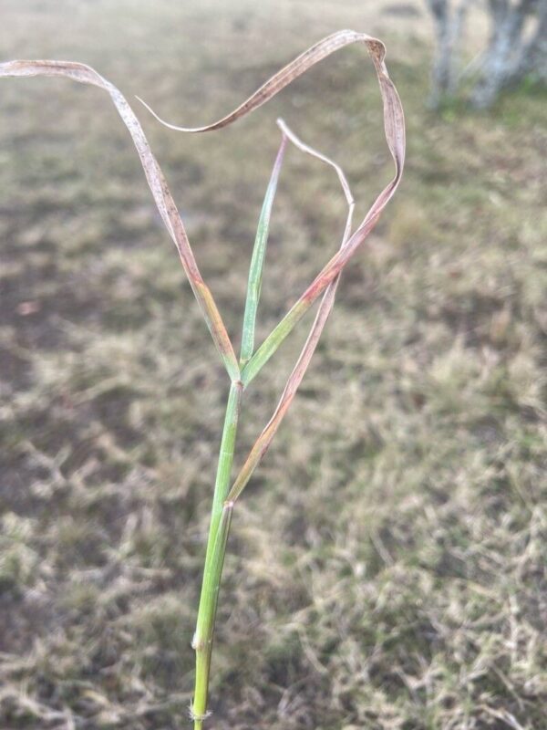 Digitaria abyssinica - photo by Samuel Nkuito