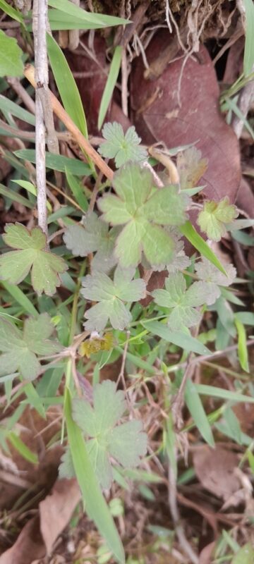 Geranium arabicum - photo by Franck Rakotonasolo
