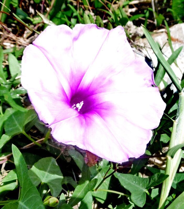 Ipomoea triflora - photo by Dieter Albrecht