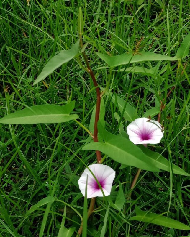 Ipomoea triflora - photo by Dieter Albrecht