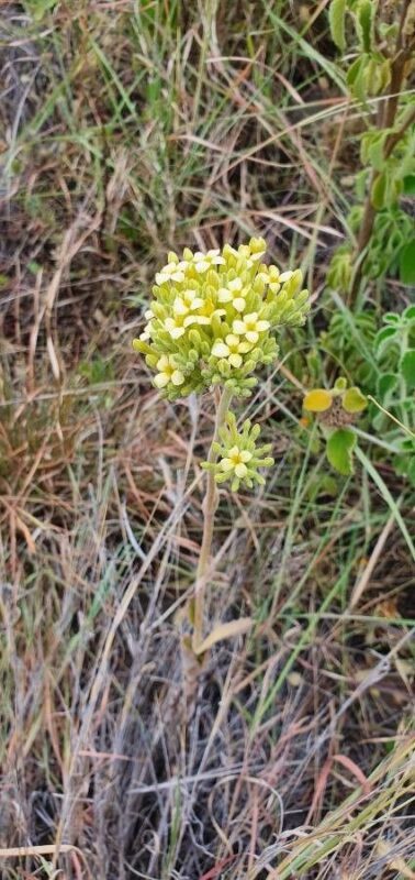 Kalanchoe citrina  - photo by susan brown