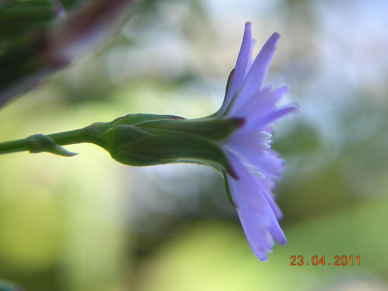 Lactuca dissecta