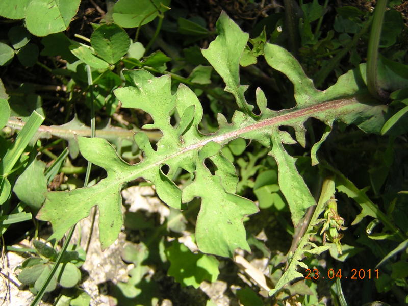Lactuca dissecta