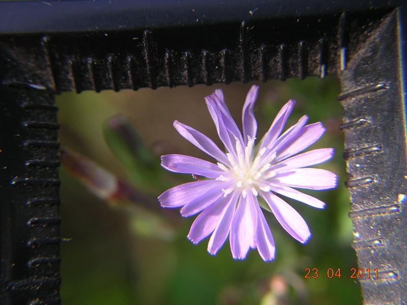 Lactuca dissecta