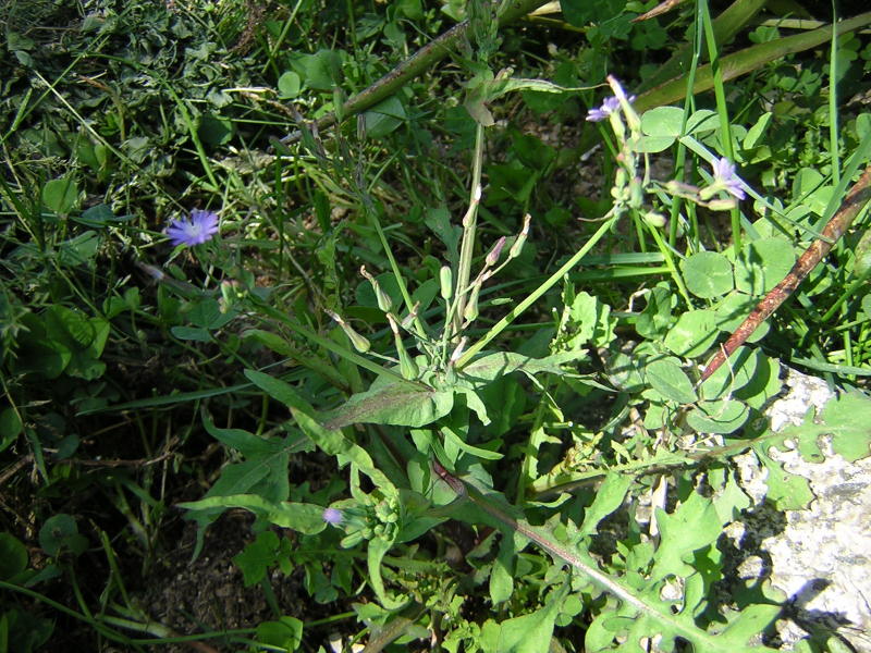 Lactuca dissecta