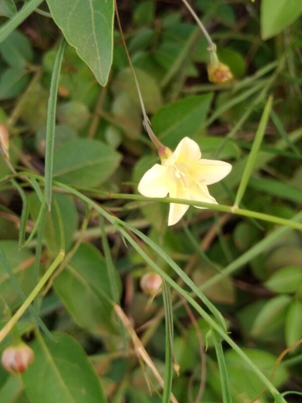 Xenostegia tridentata  - photo by Ray Brown
