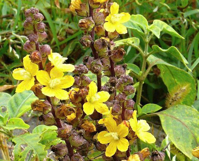 Alectra parasitica- photo by Vít Grulich