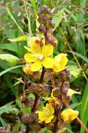 Alectra parasitica- photo by Vít Grulich