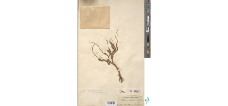 Limonium _cylindrifolium_ photo by Statice teretifolia Baker ex Oliv