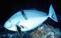 Naso hexacanthus photo by Randall, John E.