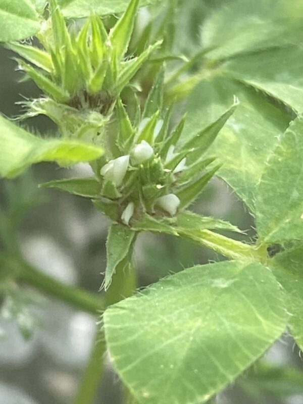 Trifolium scabrum L