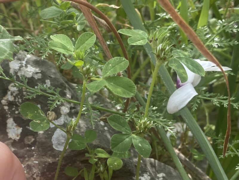 Trifolium scabrum L