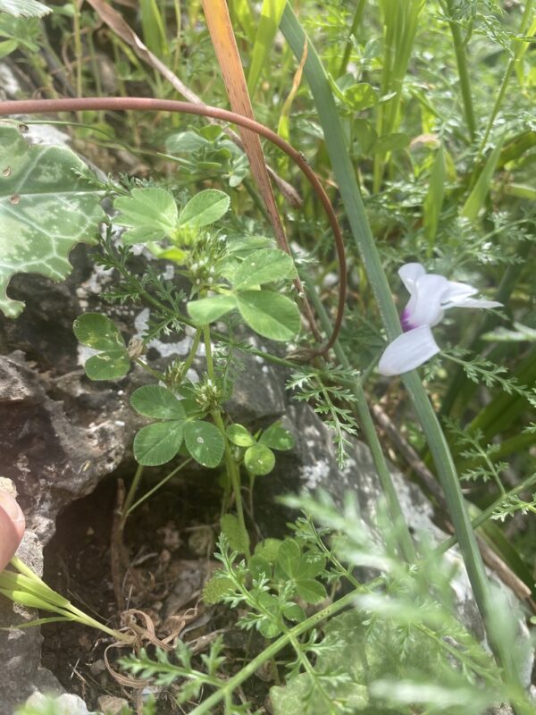 Trifolium scabrum - photo by elenakuraeva