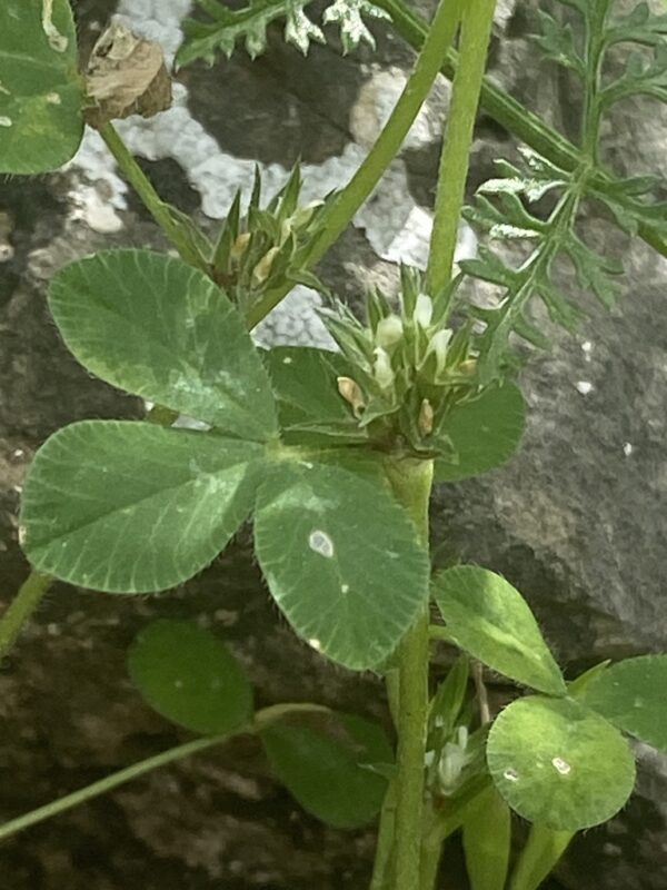 Trifolium scabrum - photo by elenakuraeva
