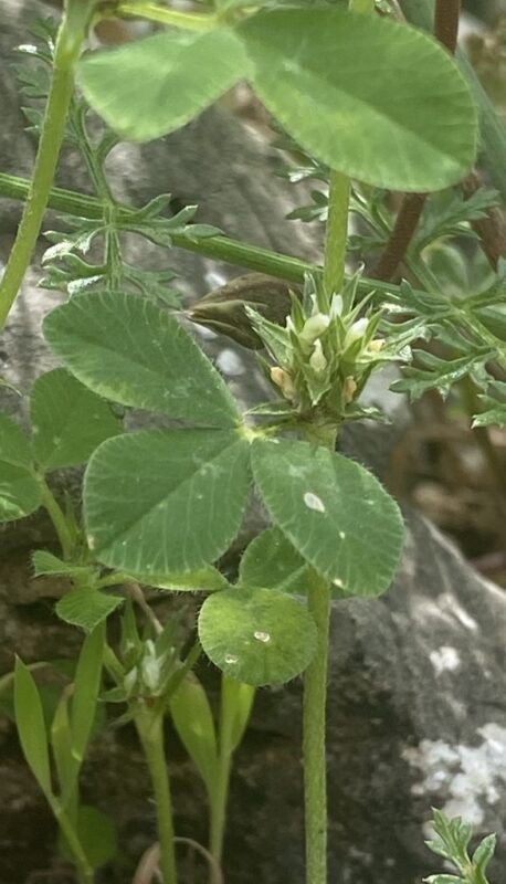 Trifolium scabrum L
