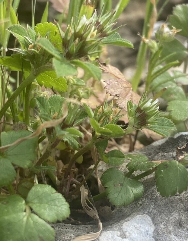 Trifolium scabrum - photo by elenakuraeva