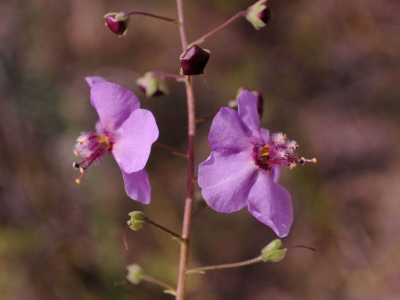 Verbascum abyadicum