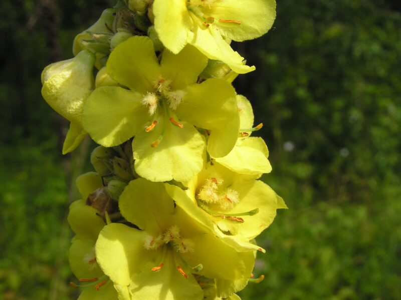 Verbascum abyadicum