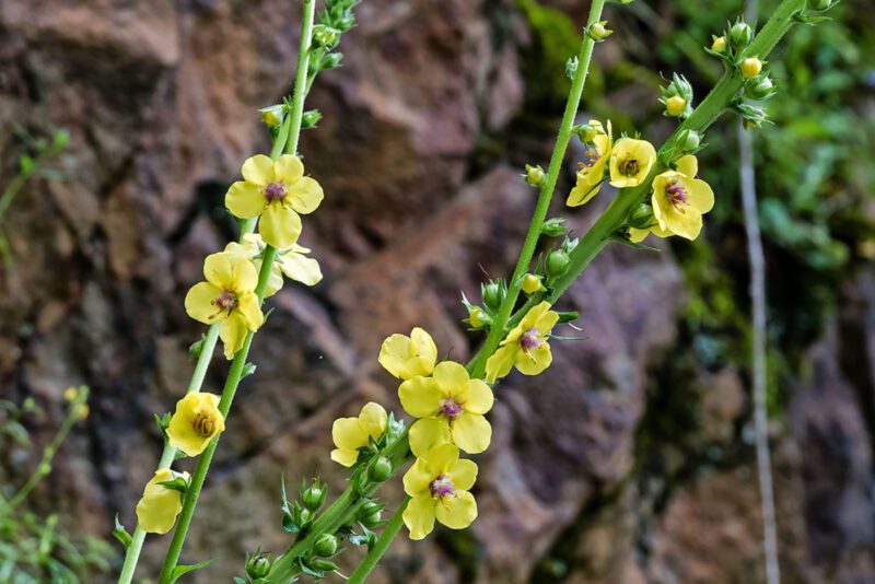 Verbascum abyadicum