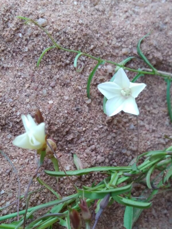 Convolvulus sagittatus - photo by Ray Brown