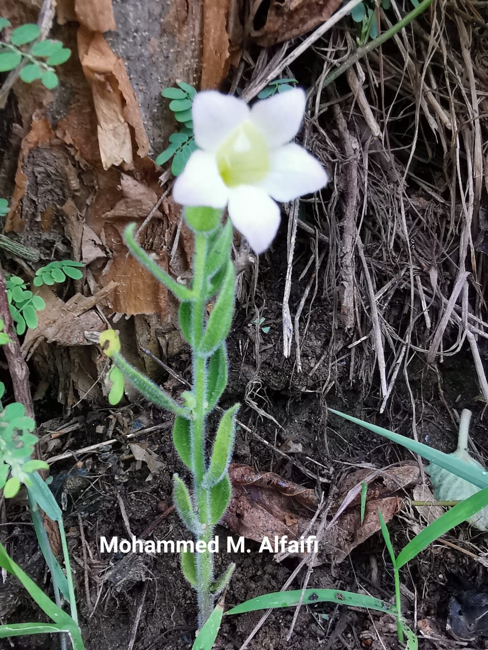 Harveya obtusifolia - تصوير م