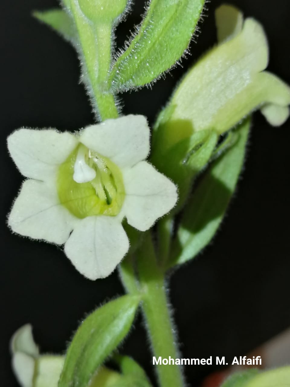 Harveya obtusifolia - تصوير م