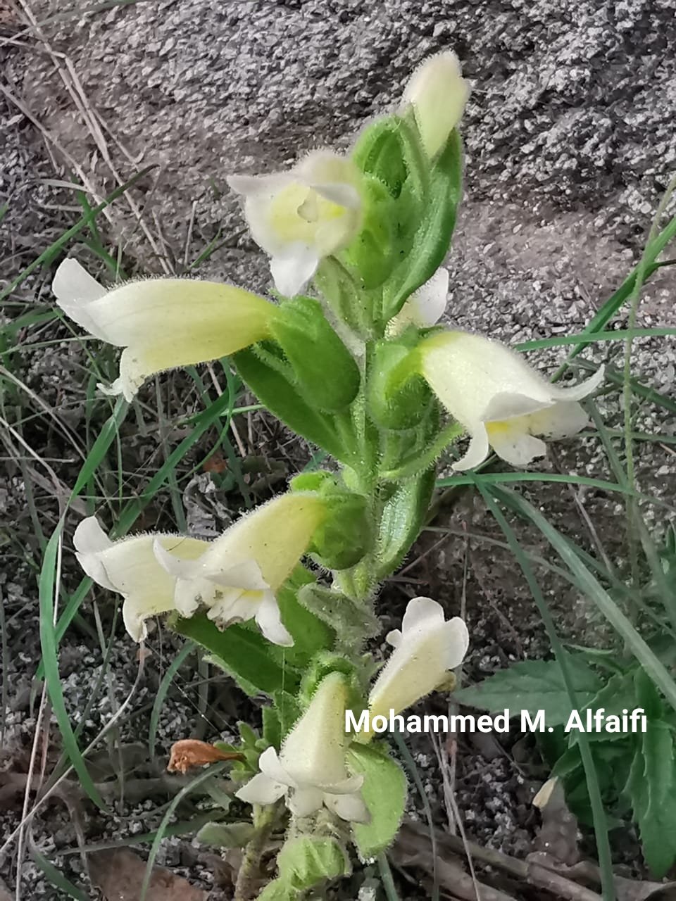 Harveya obtusifolia - تصوير م