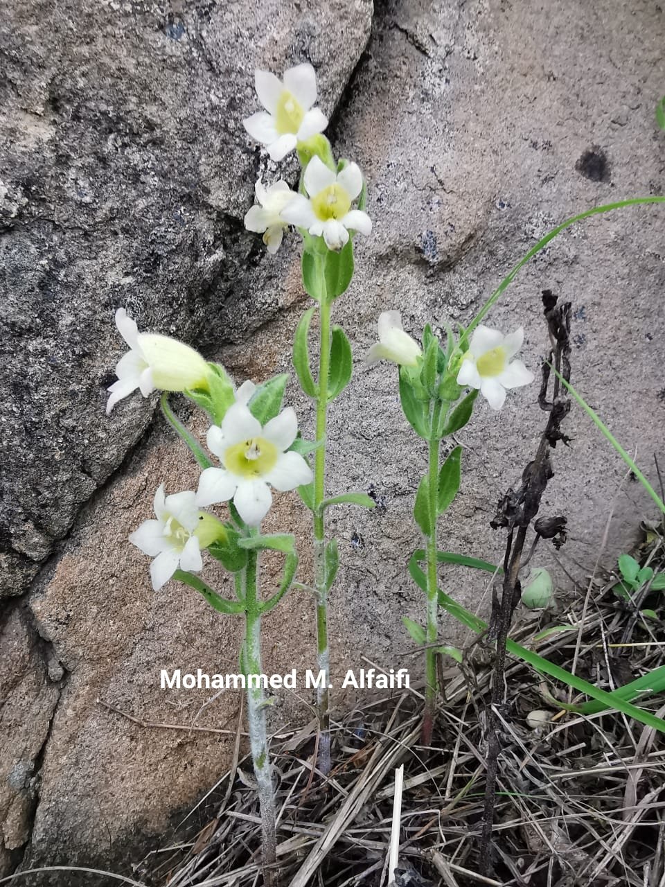 Harveya obtusifolia - تصوير م