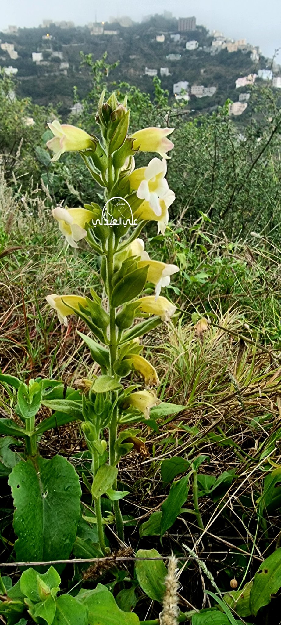 Harveya obtusifolia - تصوير أ. علي العبدلي
