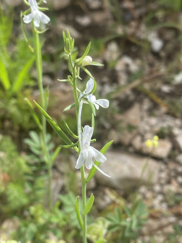 Linaria chalepensis (L.) Mill