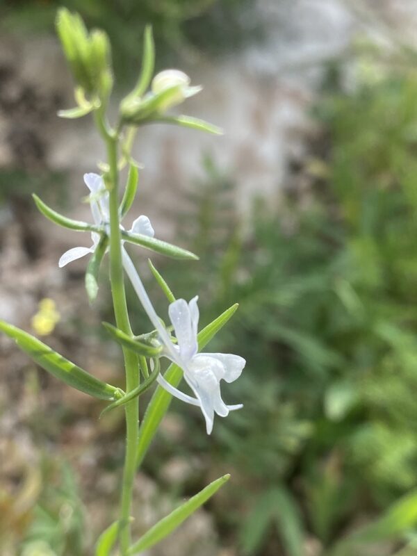 Linaria chalepensis (L.) Mill