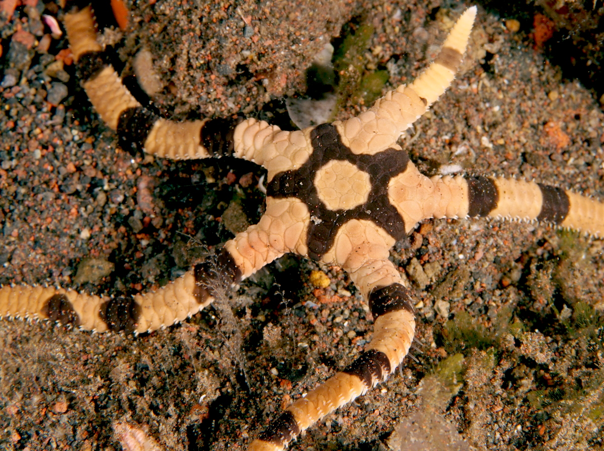 Ophiolepis superba