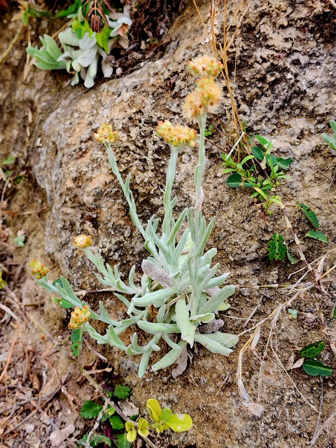 Pseudognaphalium luteoalbum - تصوير أ. أحمد سوحلي