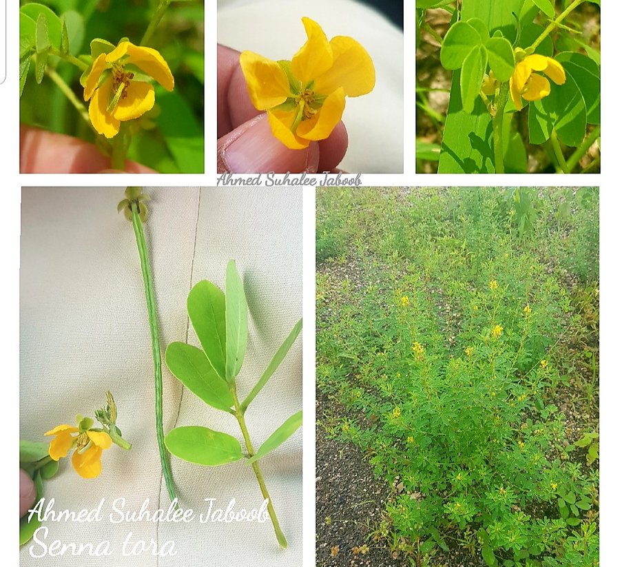 Senna tora - تصوير أ