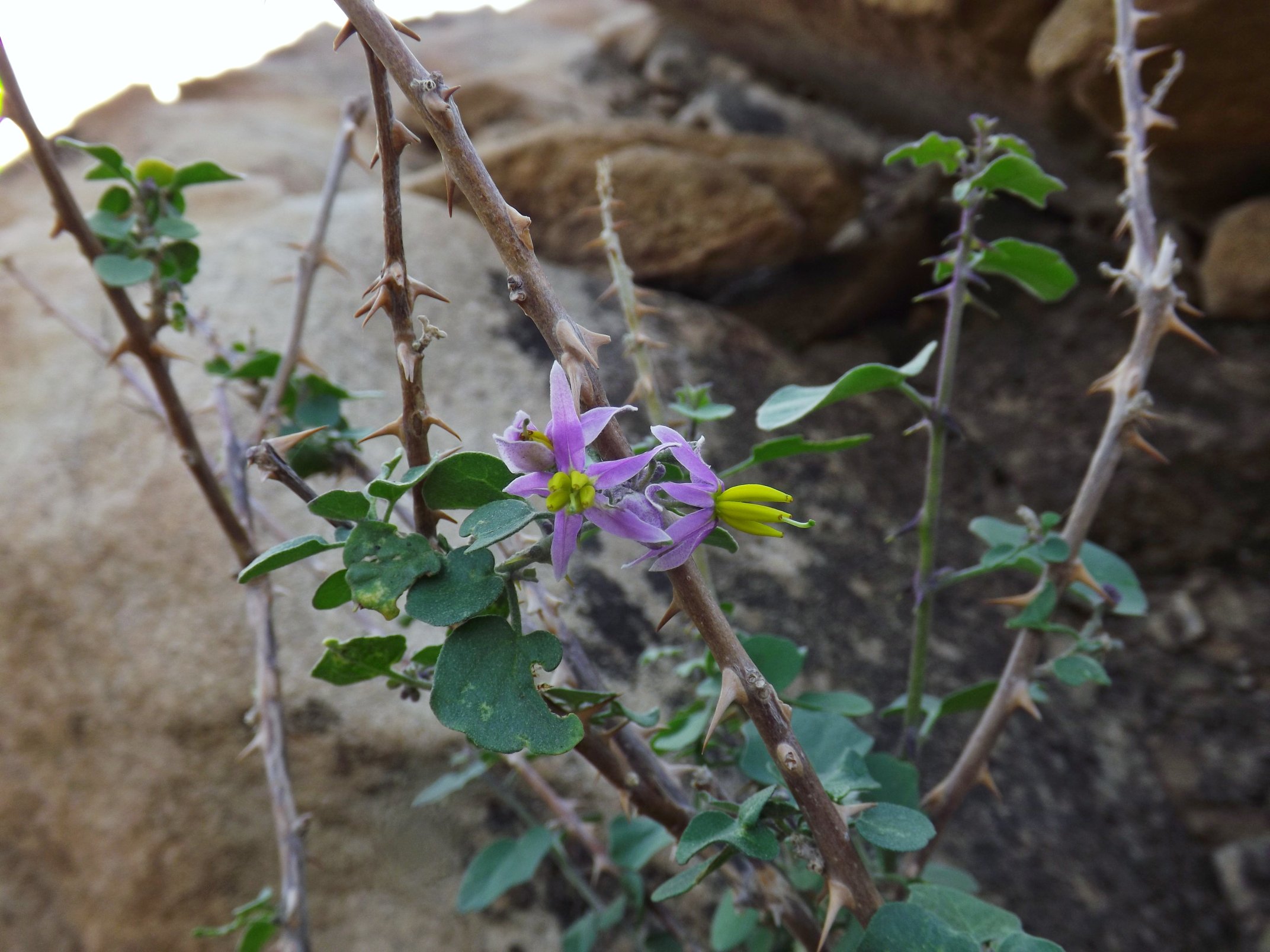 الحدق قلبي الأوراق - تصوير تصوير د