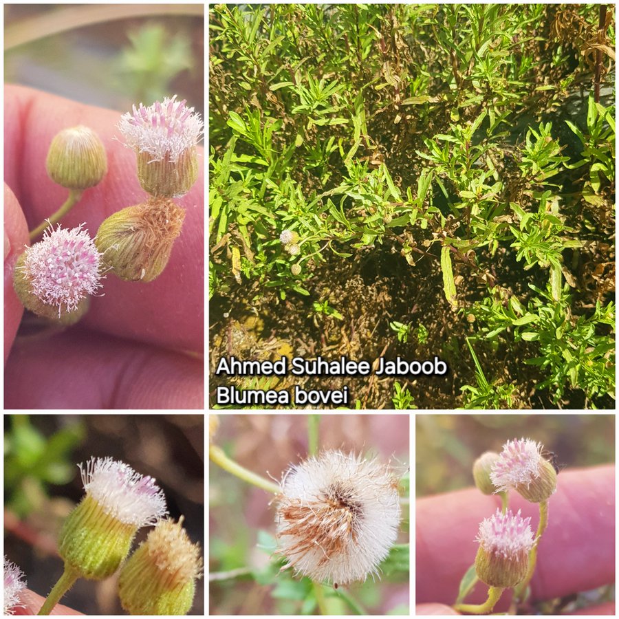 حشيش الفرس - تصوير أ. أحمد سوحلي