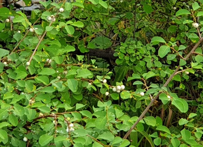 Flueggea leucopyrus - تصوير: أ.د 