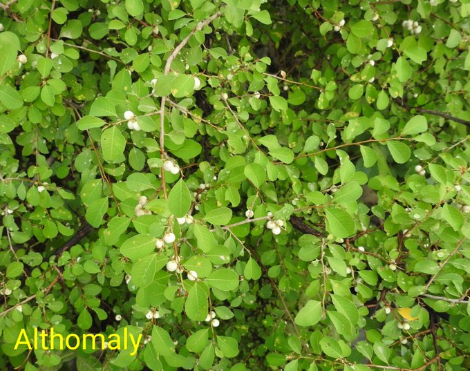 Flueggea leucopyrus - تصوير: أ.د 