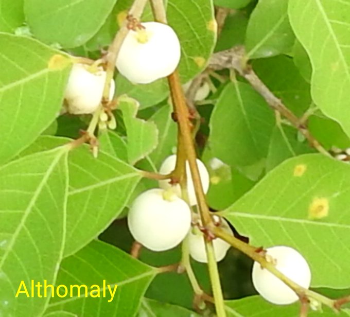 Flueggea leucopyrus - تصوير: أ.د 