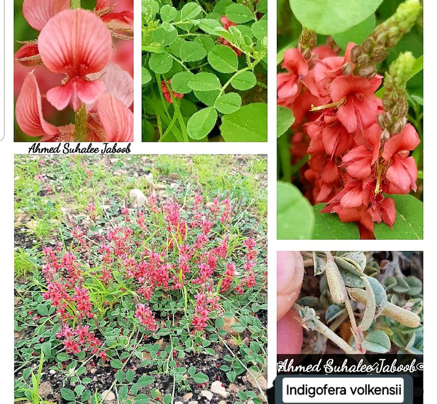 Indigofera volkensii - تصوير أ