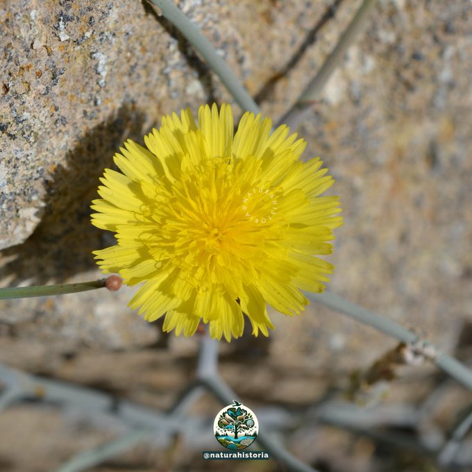 حوى - تصوير بن عباد