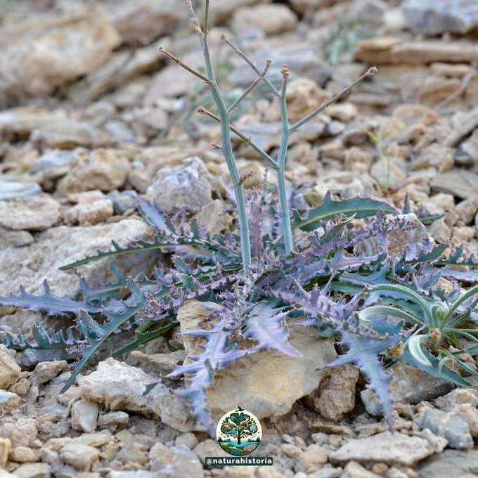 حوى - تصوير بن عباد