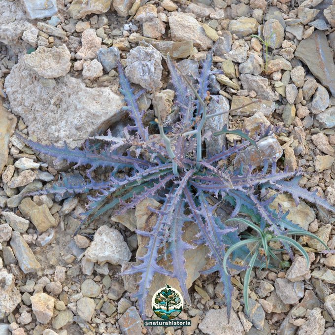 حوى - تصوير بن عباد