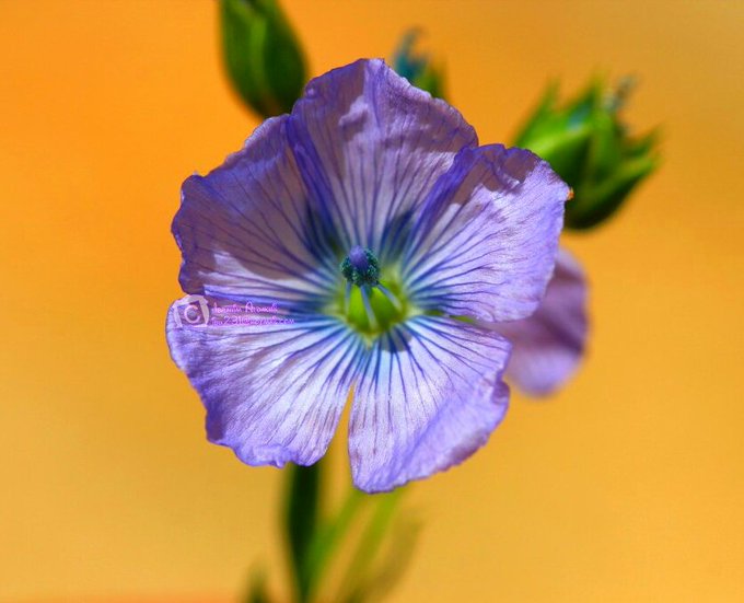 الكتان - تصوير: أ. إبراهيم الدخيل