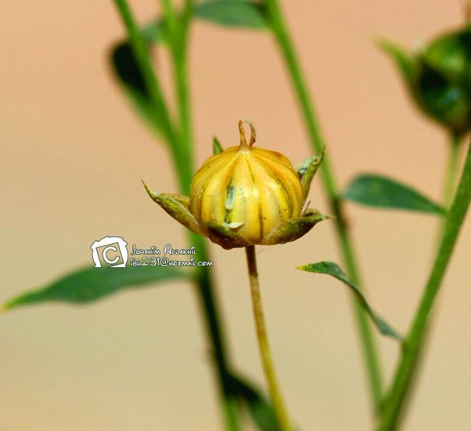 الكتان - تصوير: أ