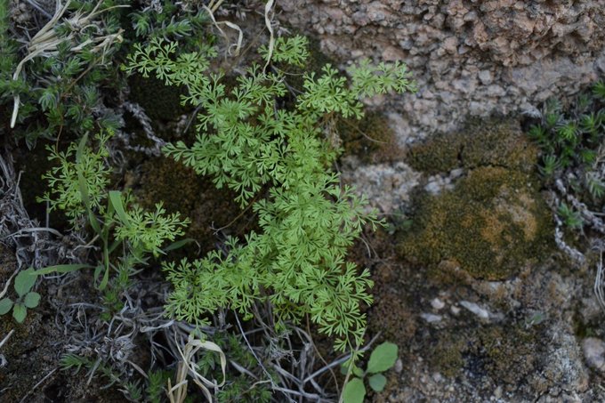 سرخس الأظافر المتشعبة - تصوير د. عطيه الفقيه