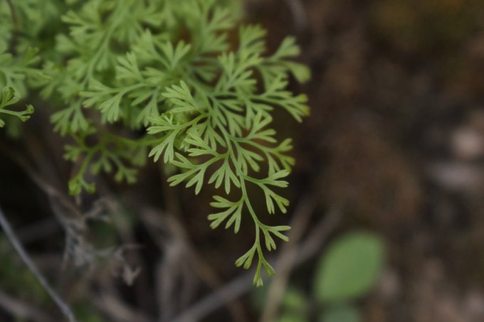 onychium_divaricatum_1