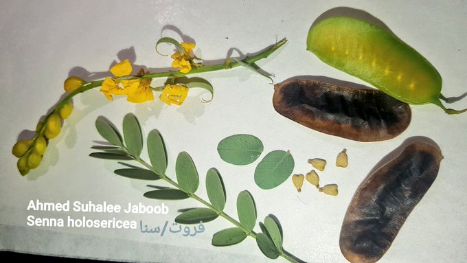 العشرق - تصوير أ